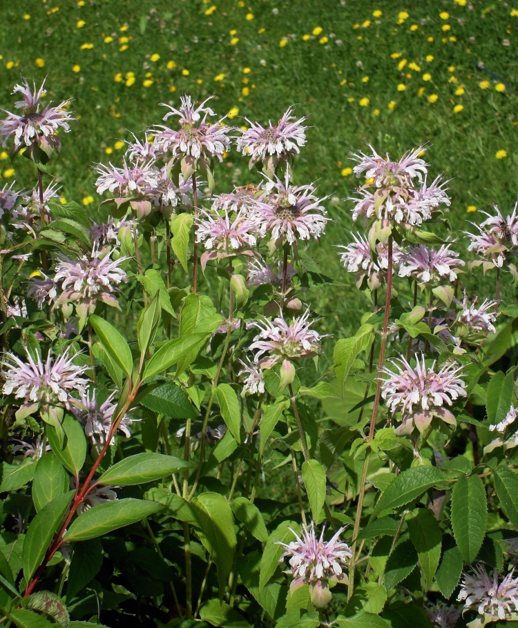 Image of Monarda fistulosa specimen.