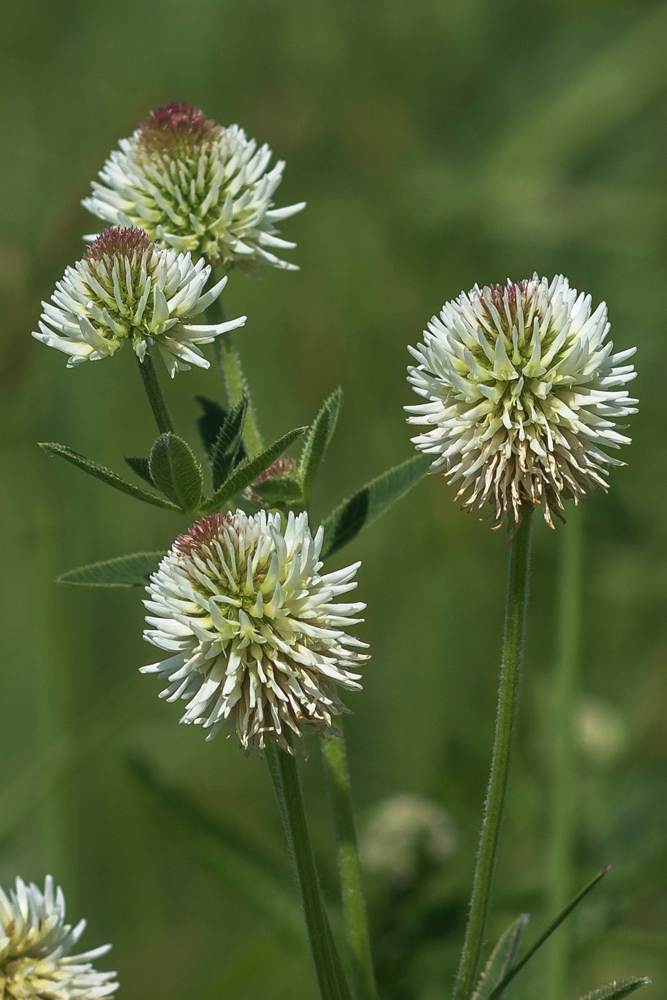 Image of Trifolium montanum specimen.