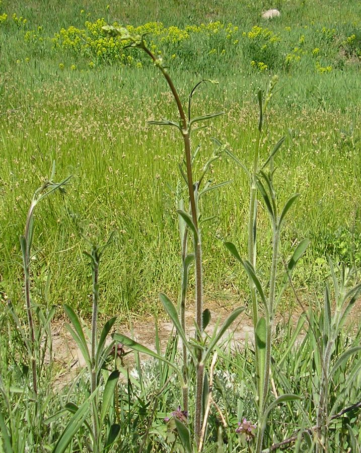 Image of Silene chersonensis specimen.