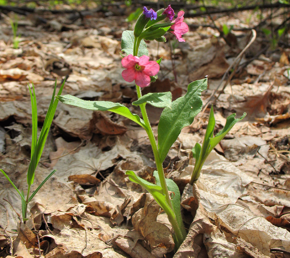 Image of Pulmonaria obscura specimen.