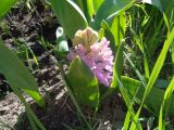 Hyacinthus orientalis. Зацветающее растение. Тверская обл., Весьегонск, в культуре. 11 мая 2018 г.