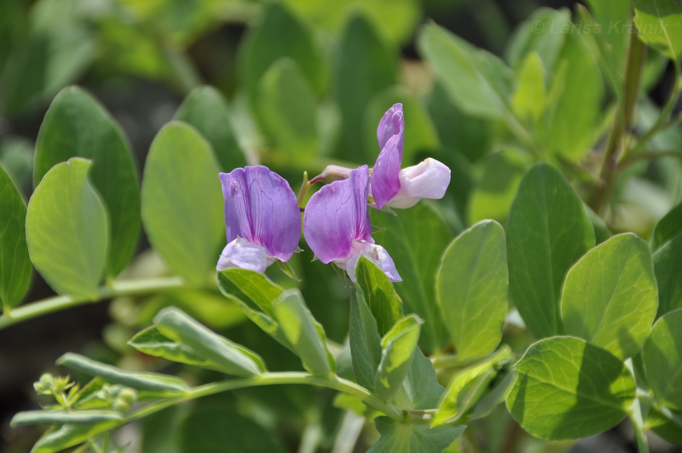 Image of Lathyrus japonicus specimen.