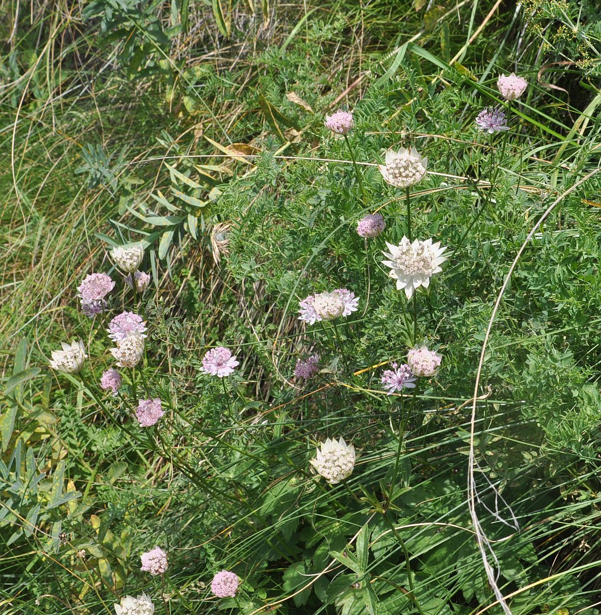 Image of Astrantia trifida specimen.