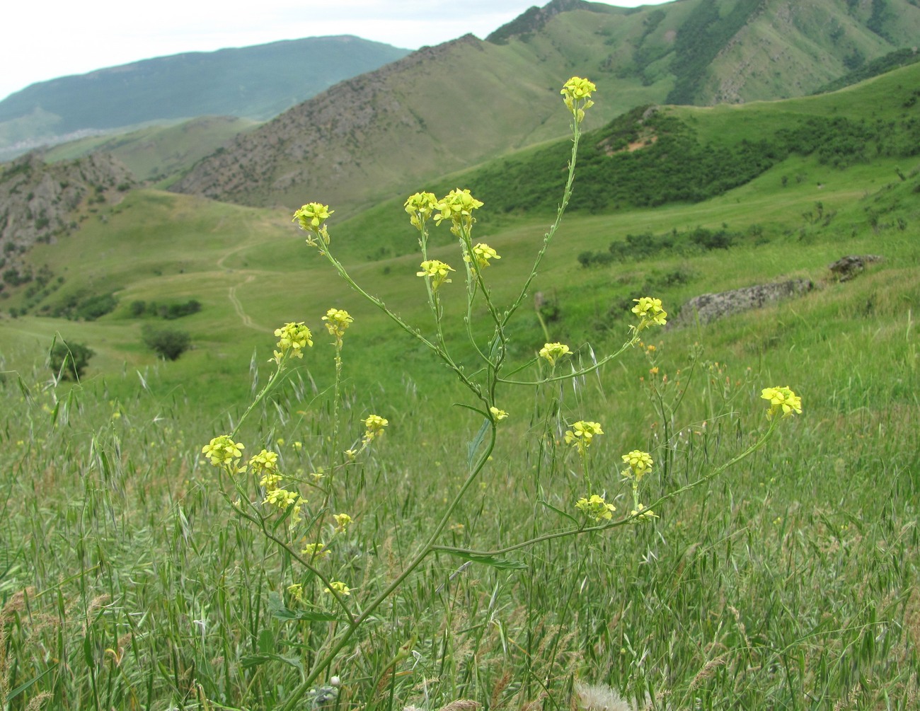 Image of Rapistrum rugosum specimen.