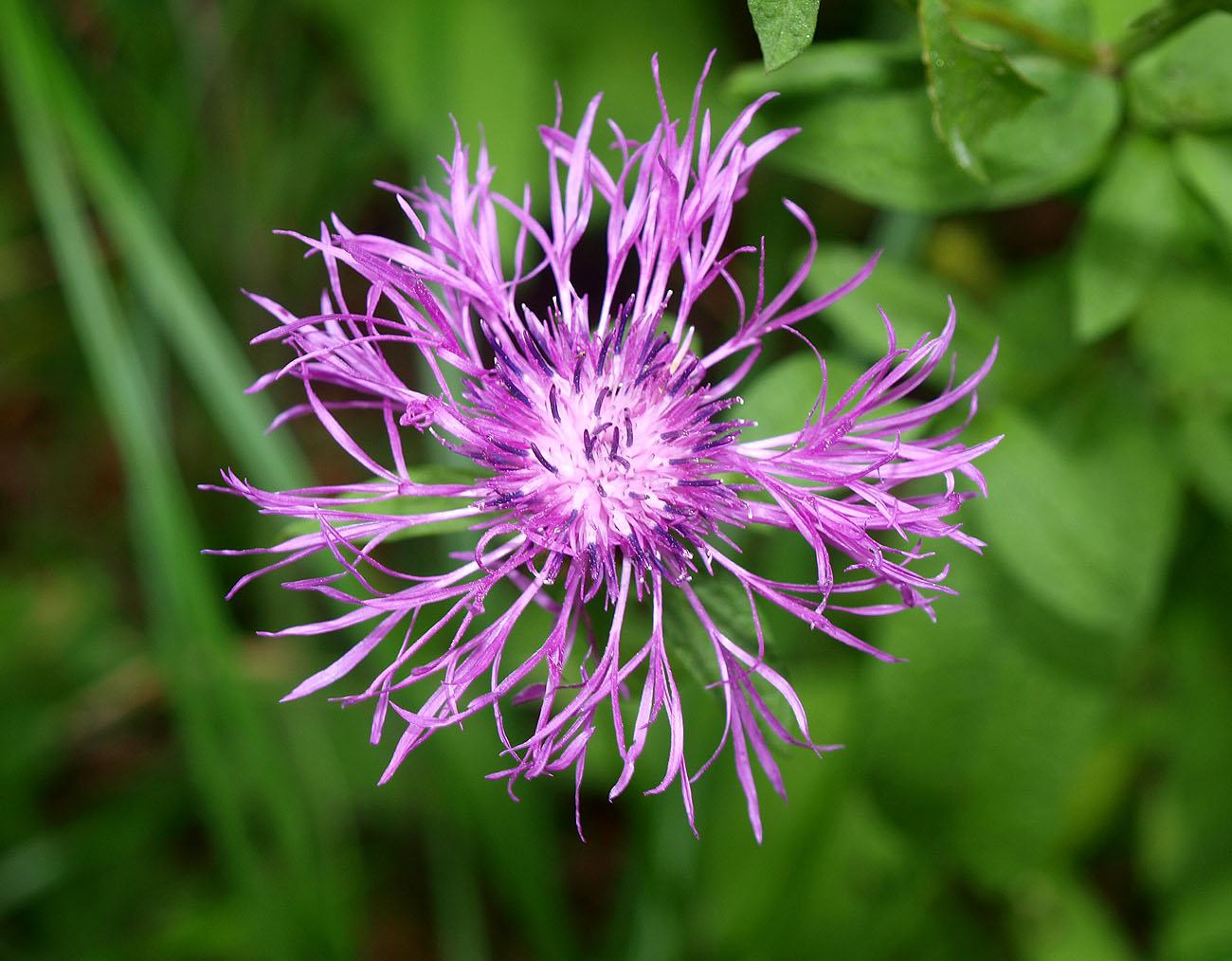 Image of Centaurea pseudophrygia specimen.