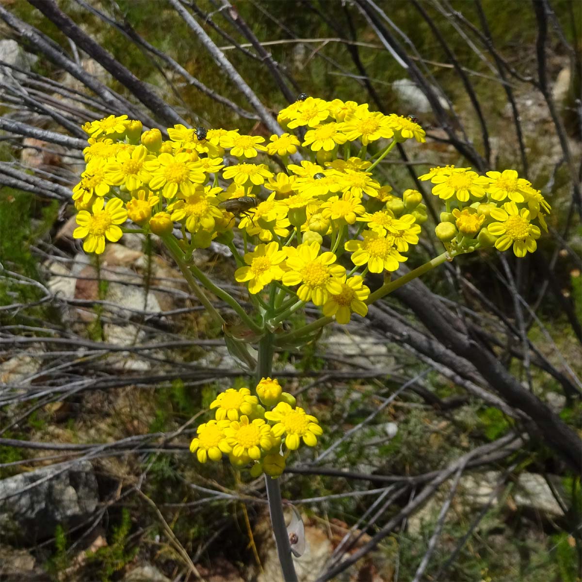 Изображение особи Othonna parviflora.