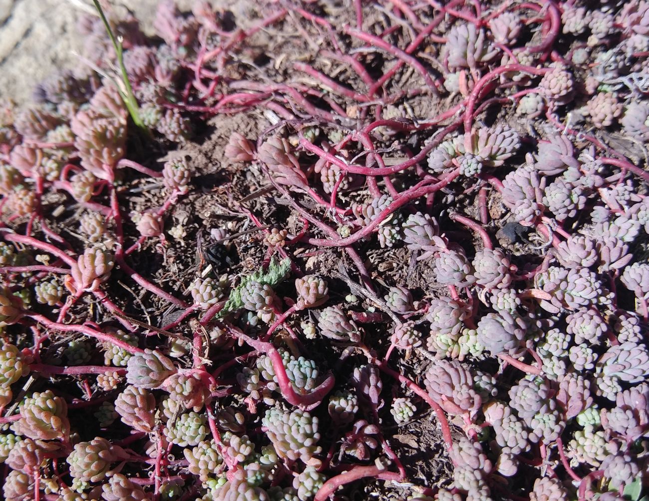 Image of Sedum pallidum specimen.