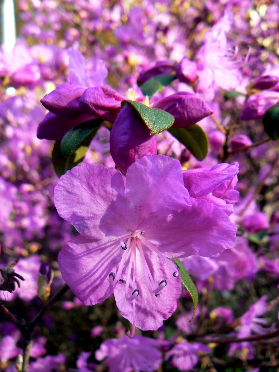 Image of Rhododendron ledebourii specimen.