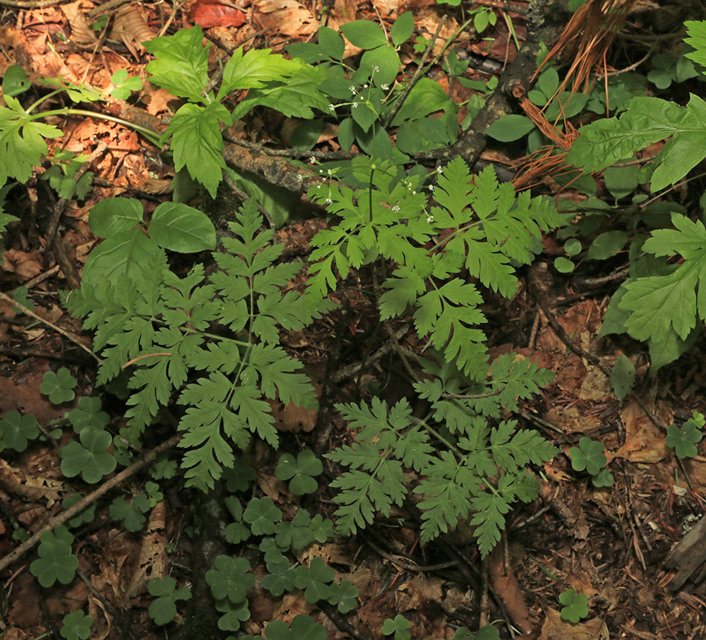 Изображение особи Osmorhiza aristata.