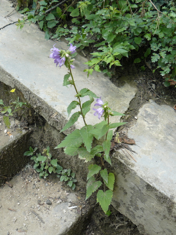 Image of Campanula trachelium specimen.