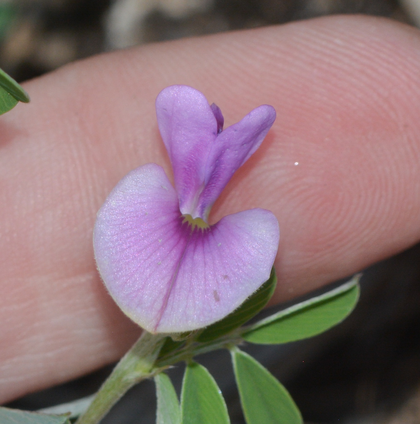 Image of Tephrosia uniflora specimen.