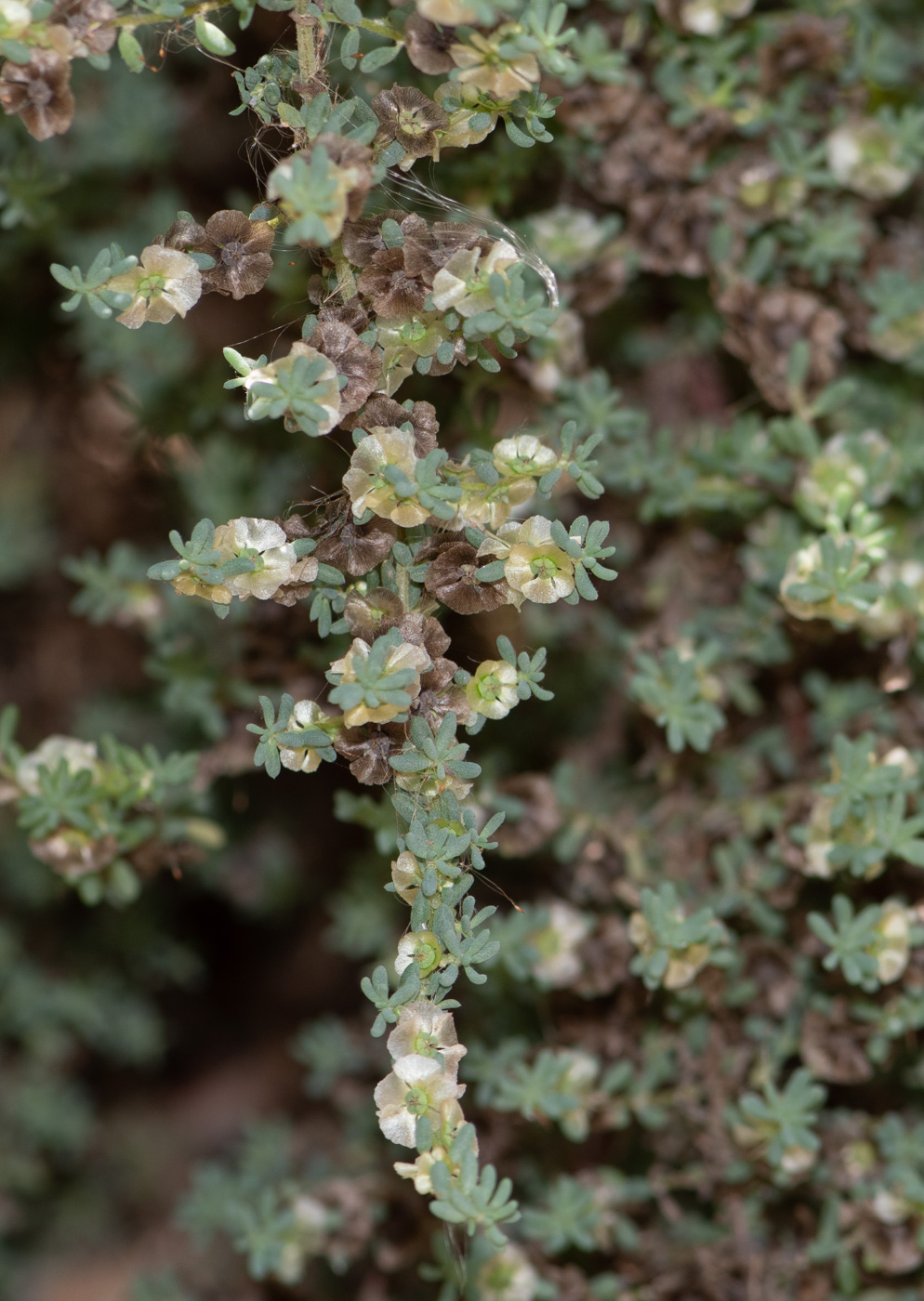 Image of Maireana brevifolia specimen.