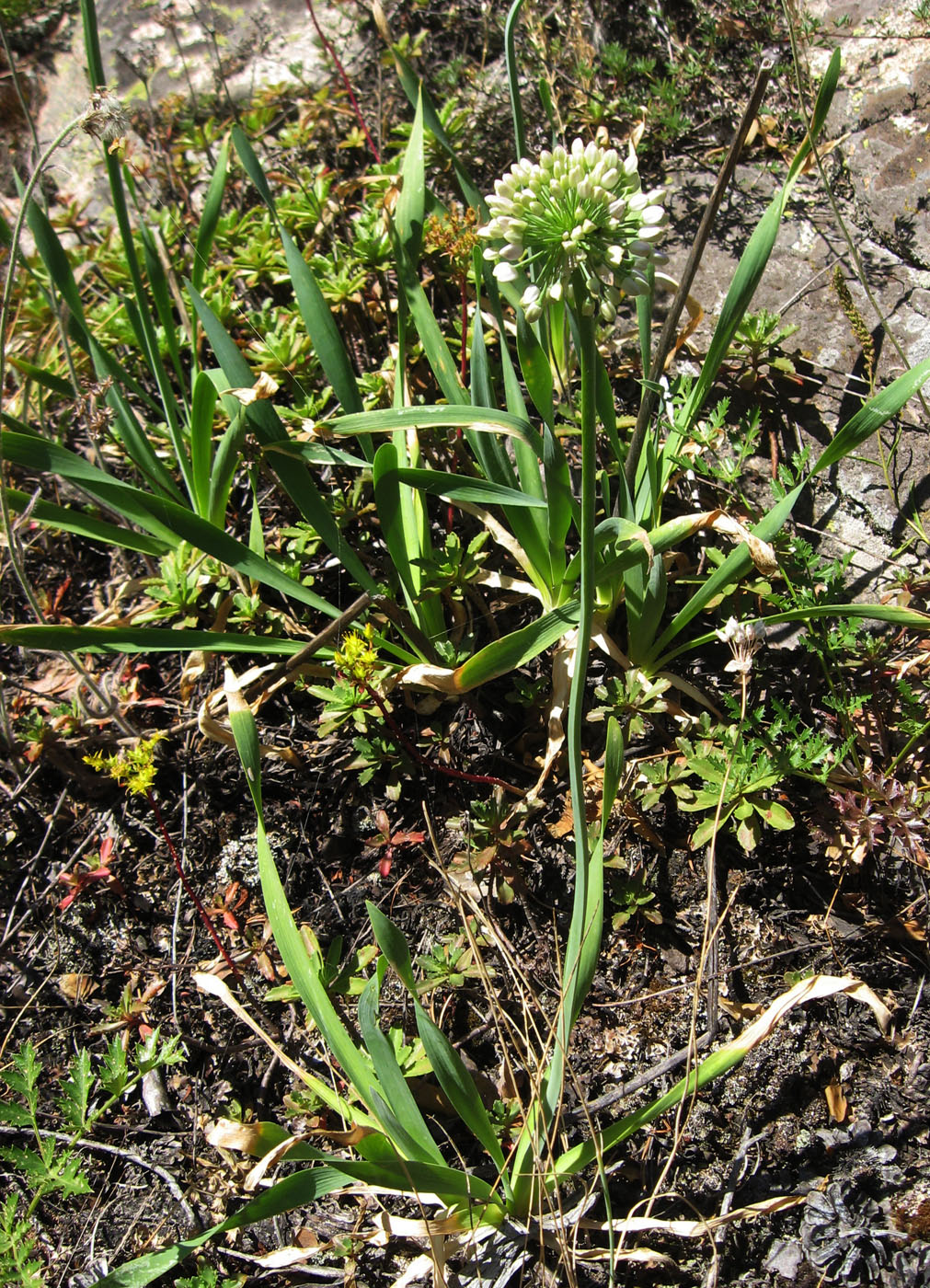 Image of Allium nutans specimen.