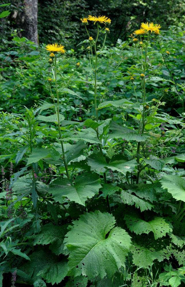 Image of Telekia speciosa specimen.