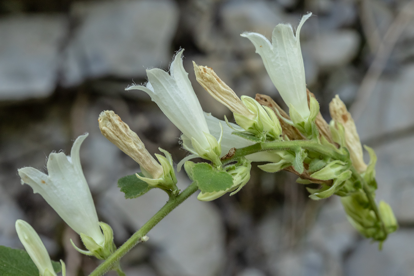 Image of Campanula alliariifolia specimen.