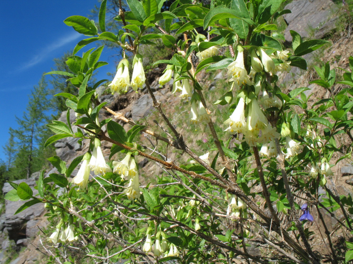 Изображение особи Lonicera hispida.