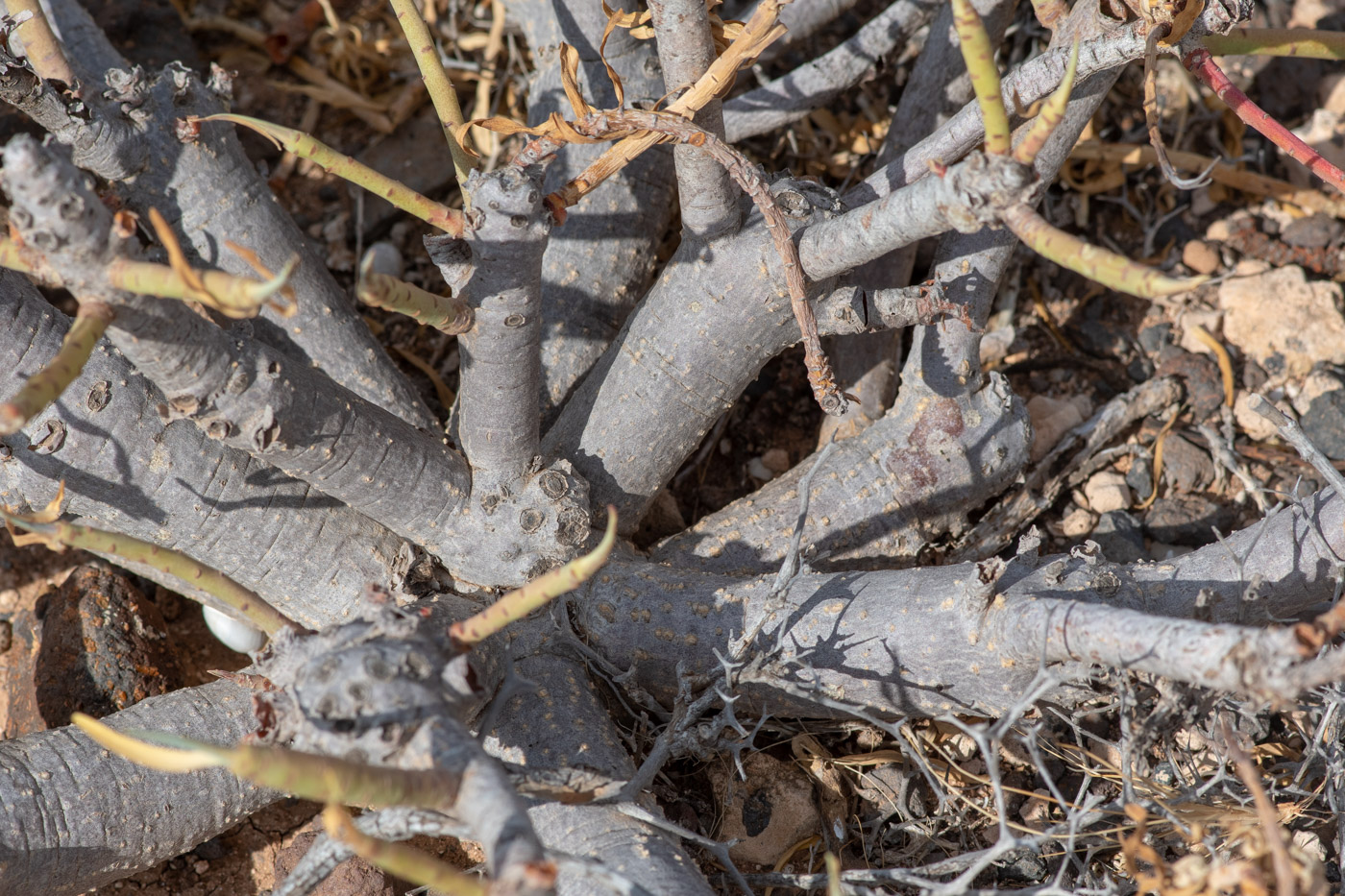 Image of Euphorbia regis-jubae specimen.