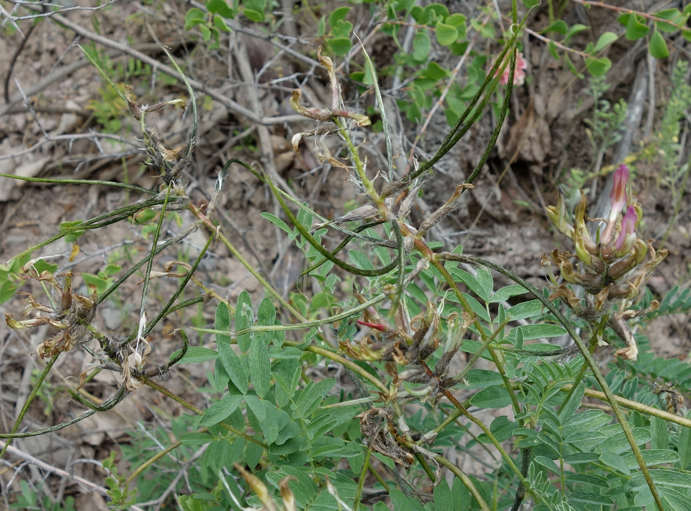 Image of Astragalus fedtschenkoanus specimen.