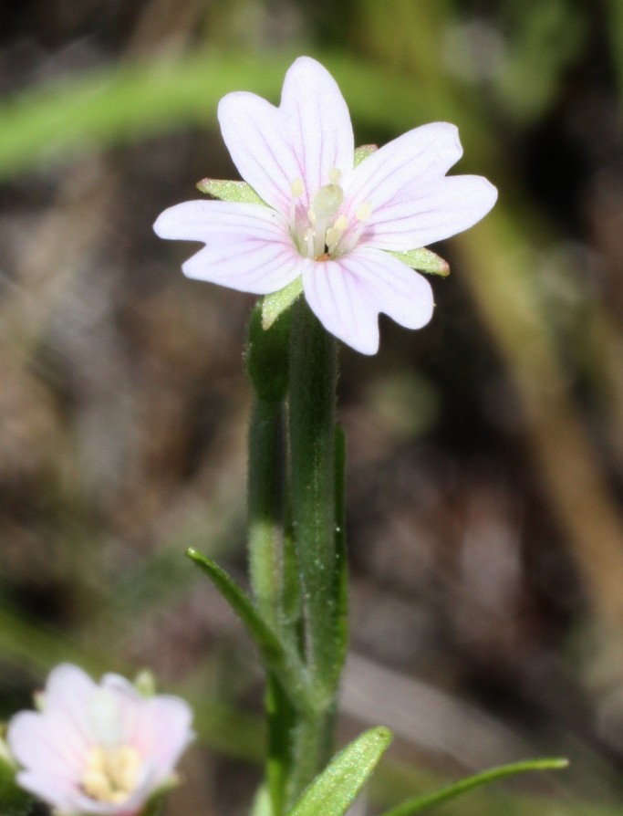 Image of Epilobium palustre specimen.