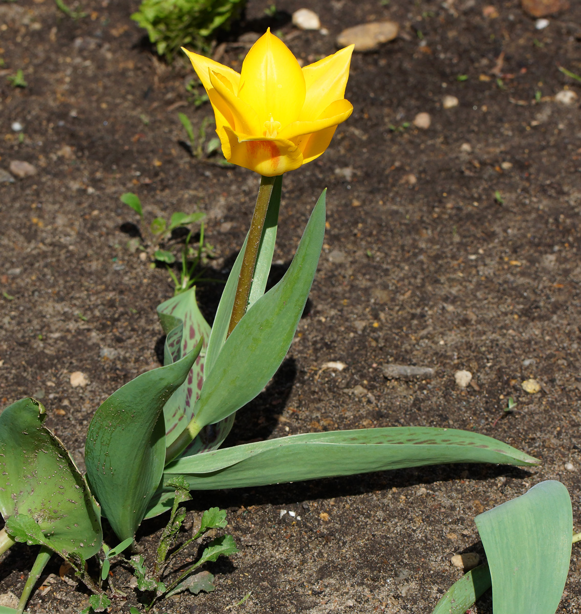 Image of Tulipa greigii specimen.