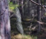 genus Usnea. Слоевища на сухих ветках Picea obovata. Пермский край, Оханский р-н, Тулумбаихинское сельское поселение, Кунчурихинский бор, смешанный лес. 01.05.2020.