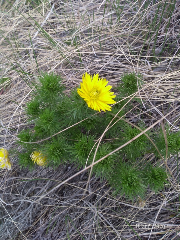 Image of Adonis vernalis specimen.