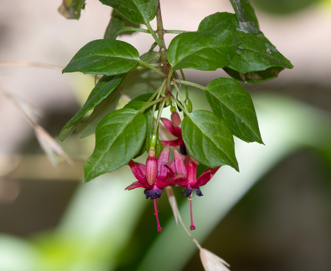 Image of genus Fuchsia specimen.