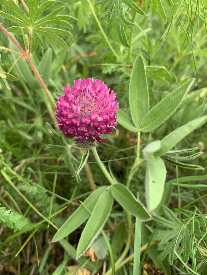 Изображение особи Trifolium alpestre.