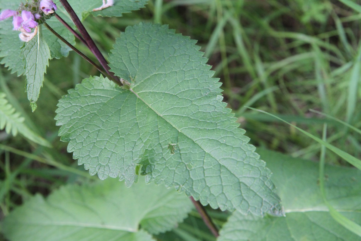 Image of Phlomoides tuberosa specimen.