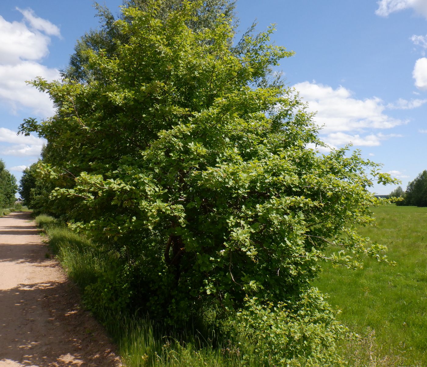 Image of Crataegus chlorocarpa specimen.