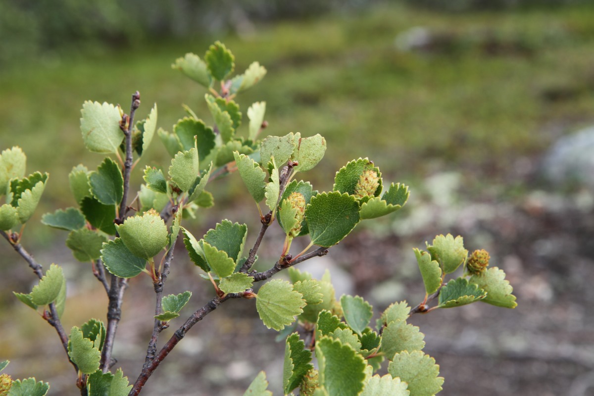 Изображение особи Betula nana.