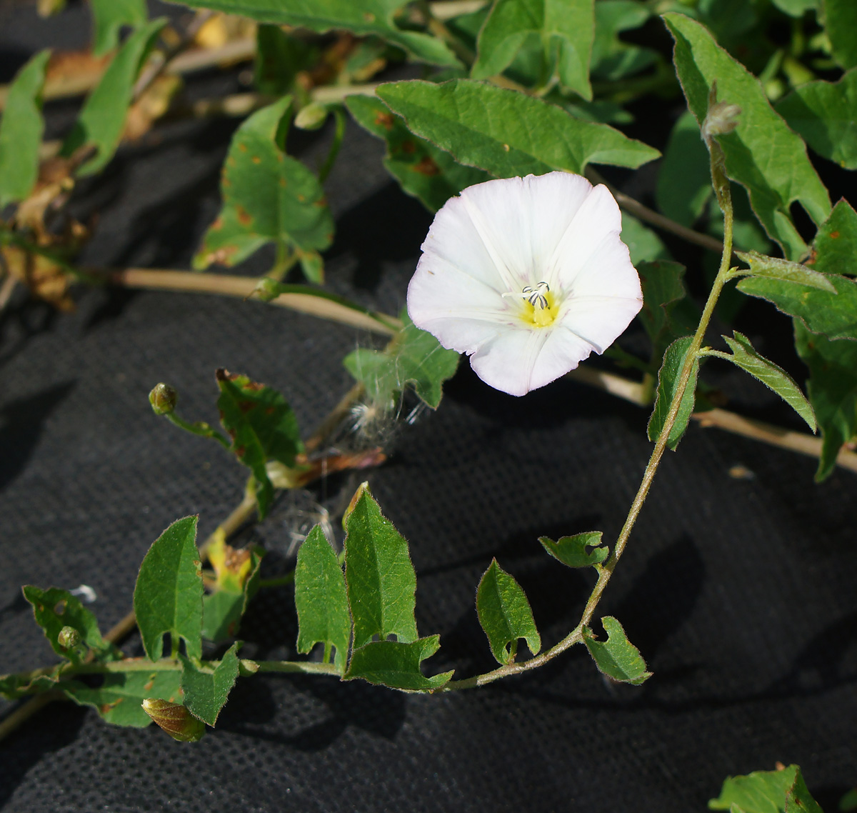 Изображение особи Convolvulus arvensis.