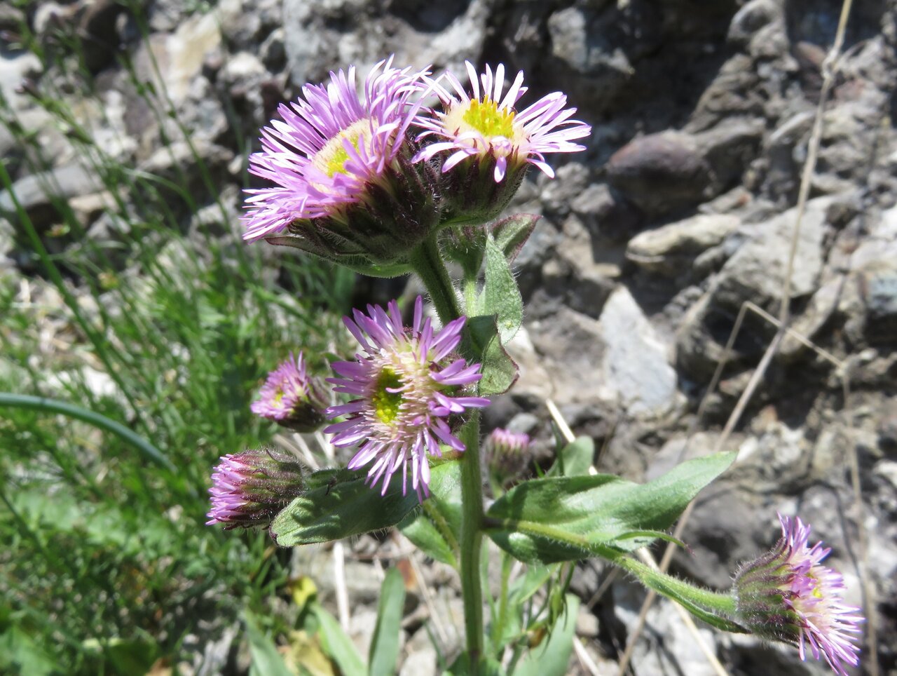 Изображение особи Erigeron atticus.