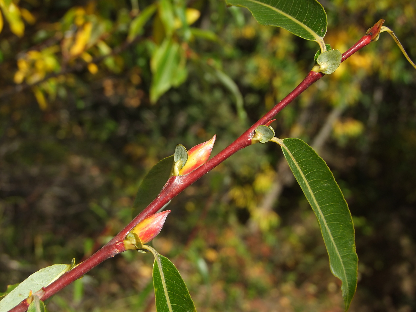 Изображение особи Salix rorida.