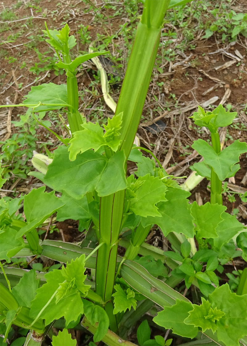 Image of Cissus quadrangularis specimen.