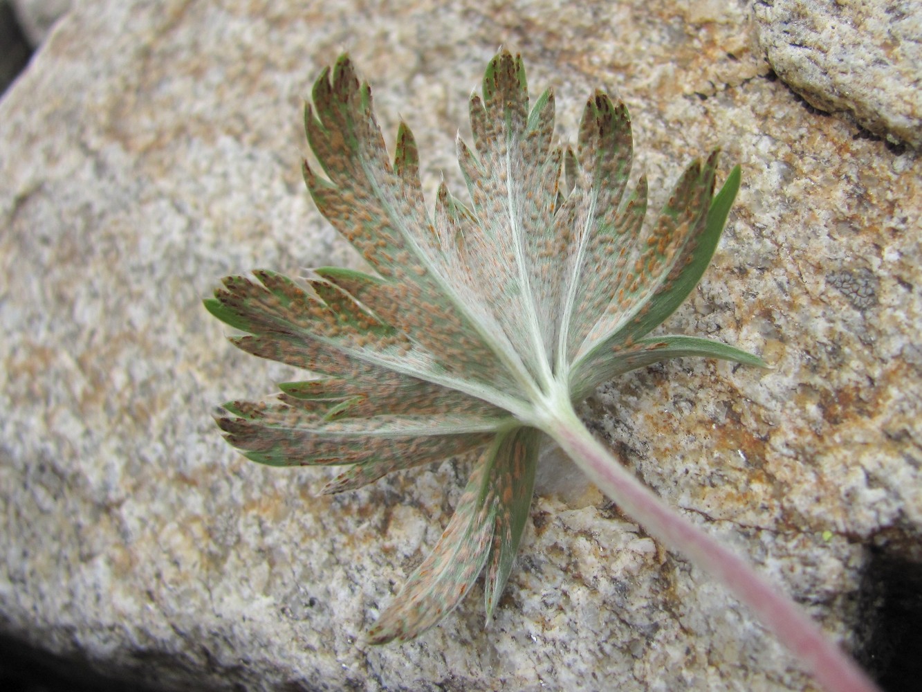 Image of Alchemilla sericea specimen.