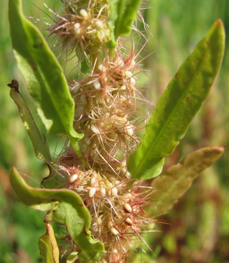 Image of Rumex marschallianus specimen.