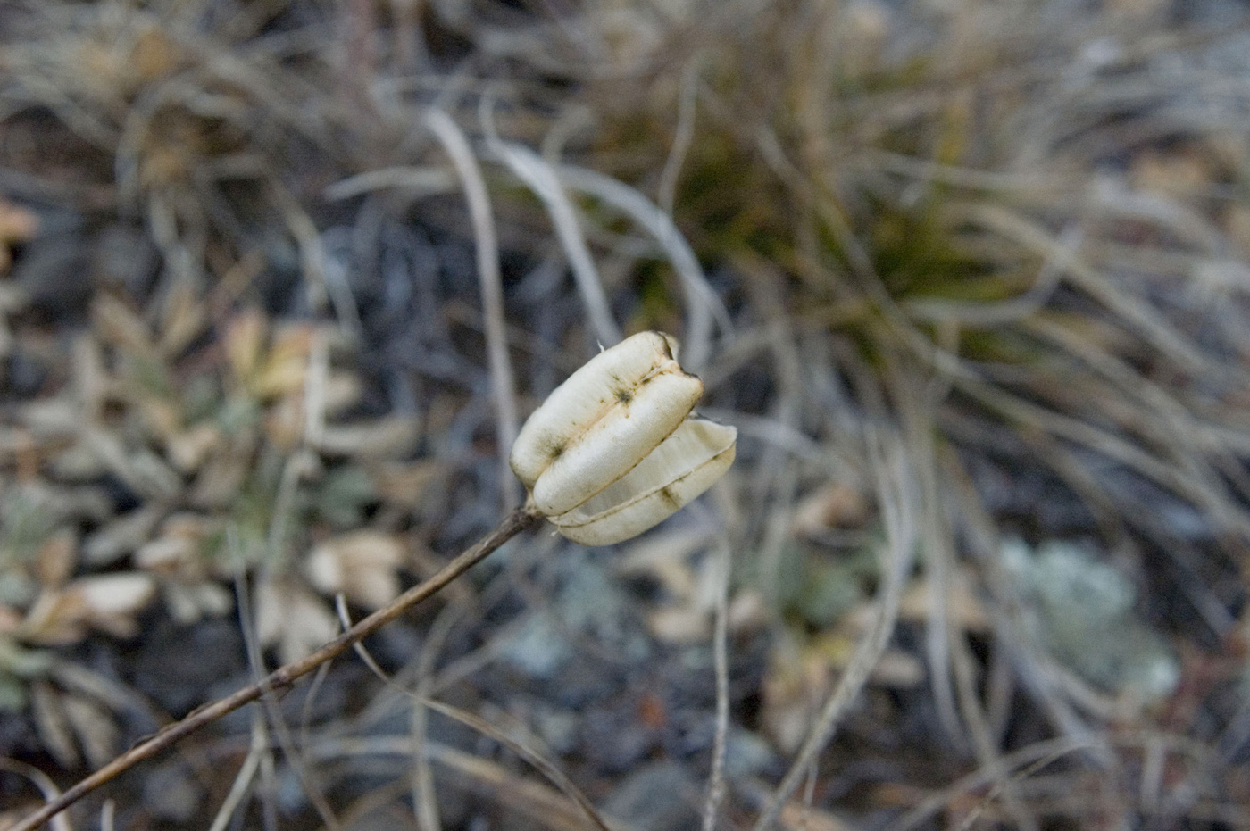 Изображение особи Lilium pumilum.