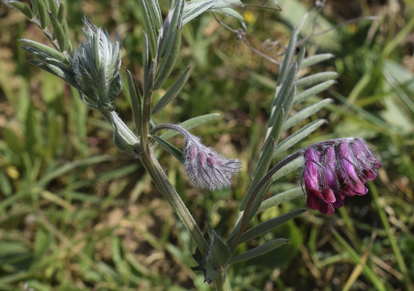 Image of Vicia benghalensis specimen.