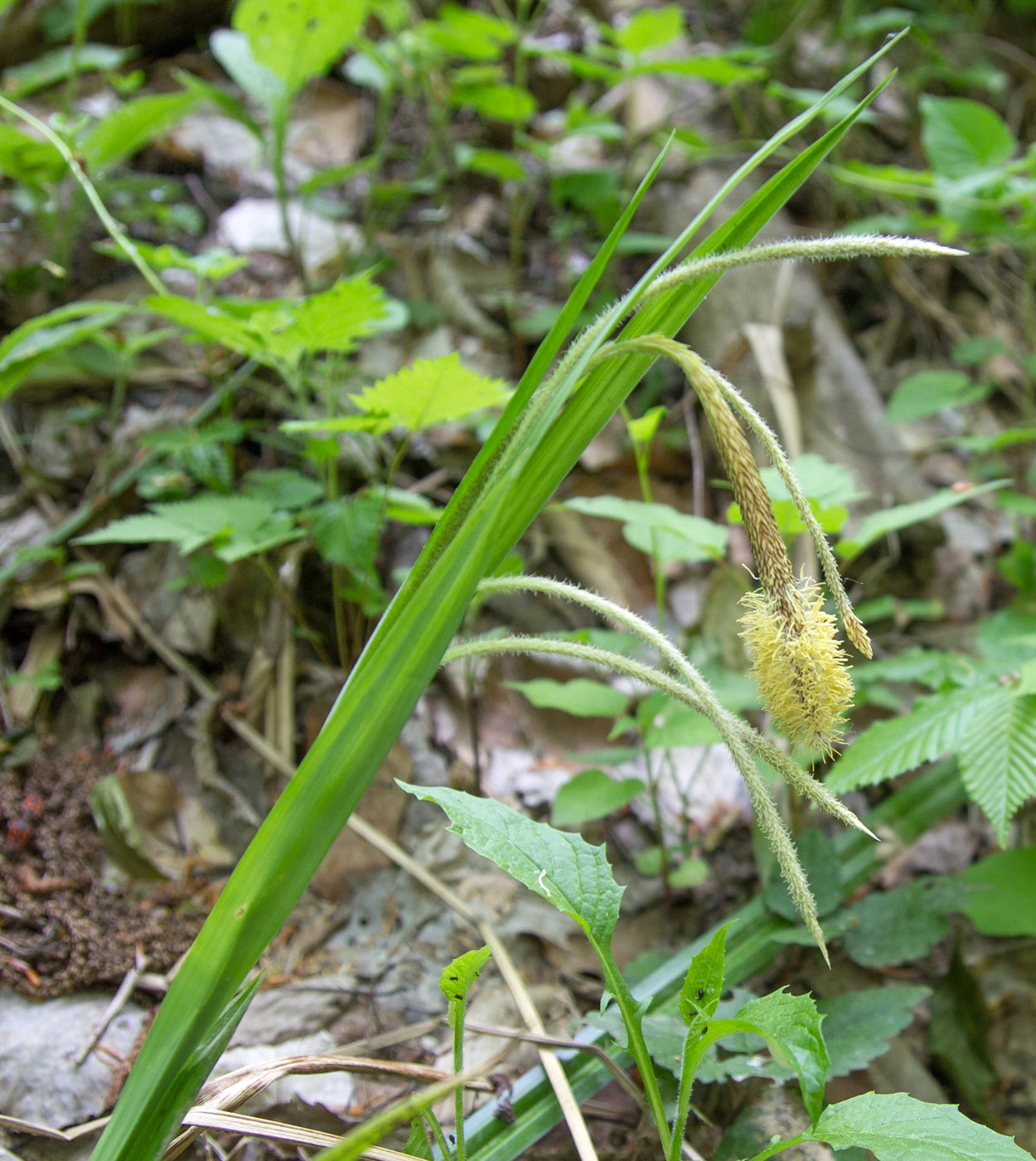 Image of Carex pendula specimen.