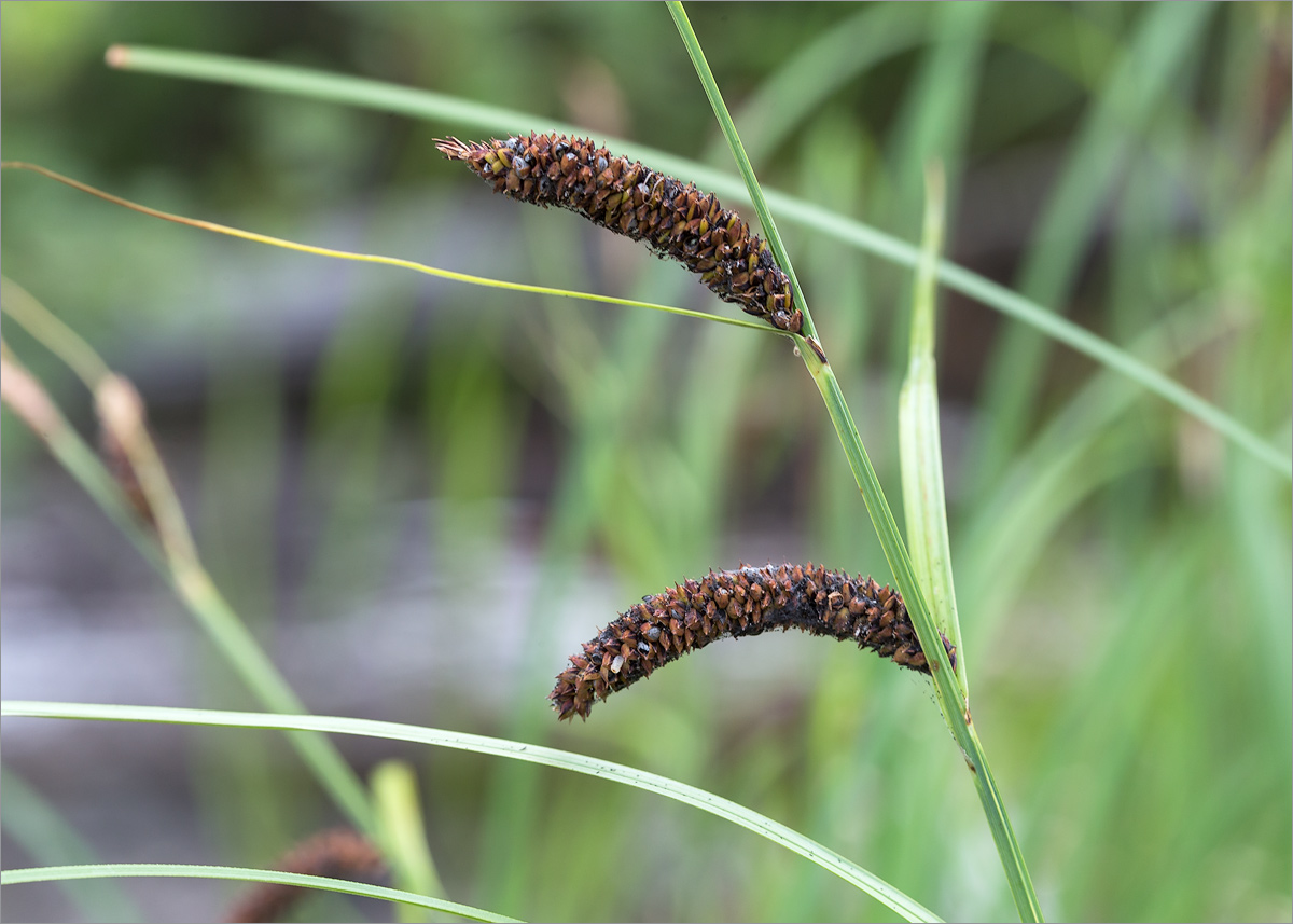 Изображение особи Carex acuta.