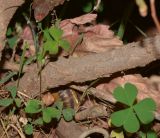 Acalypha wilkesiana