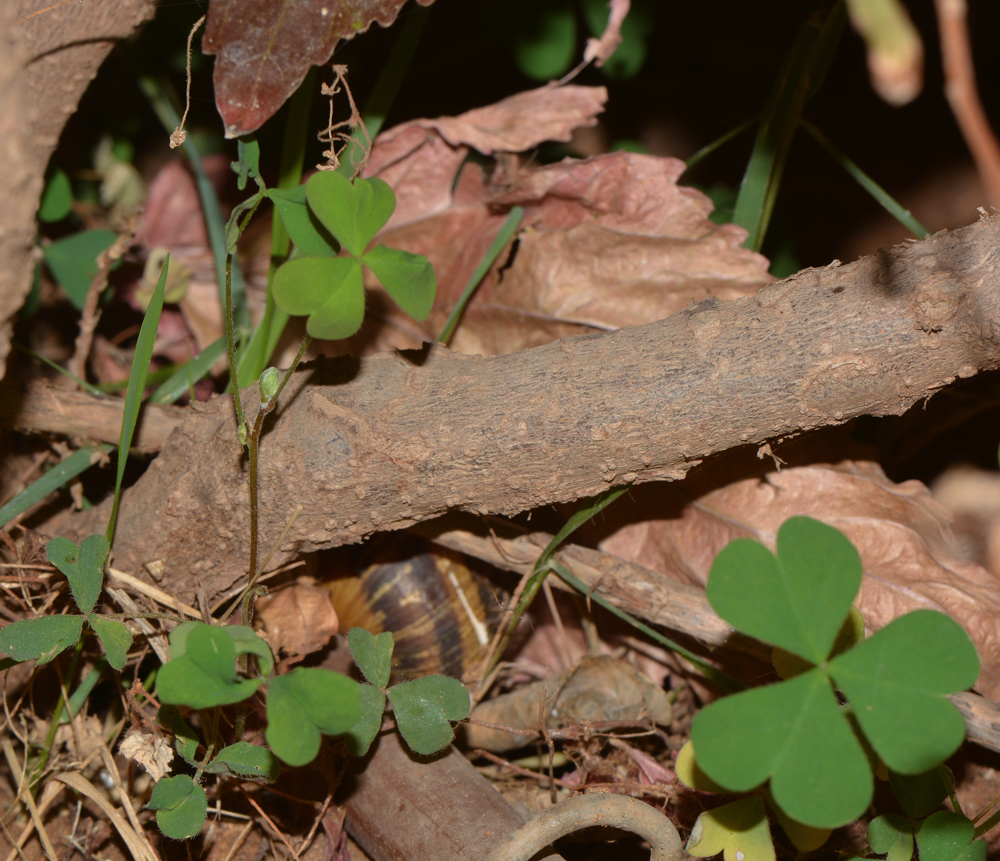 Image of Acalypha wilkesiana specimen.