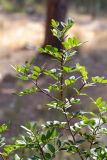 genus Pistacia. Ветвь молодого растения. Израиль, лес Бен-Шемен. 21.08.2020.