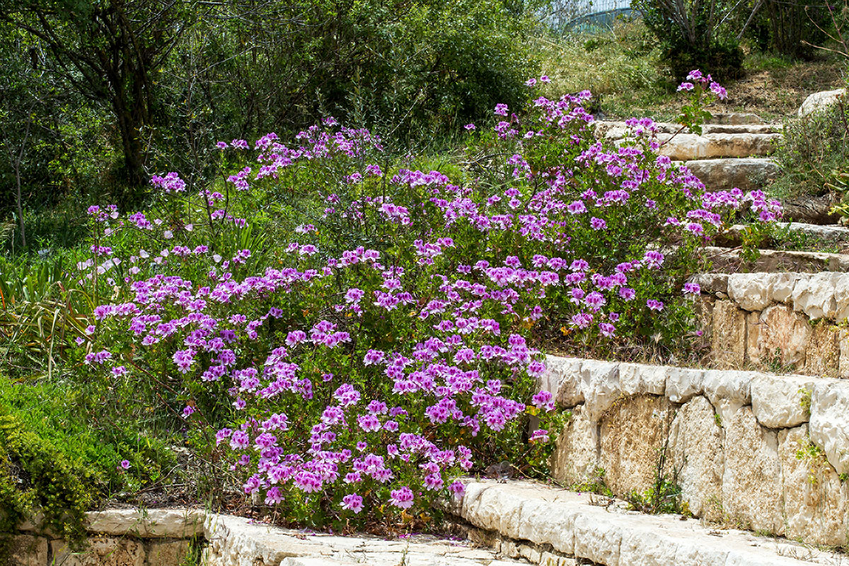 Image of Pelargonium cucullatum specimen.