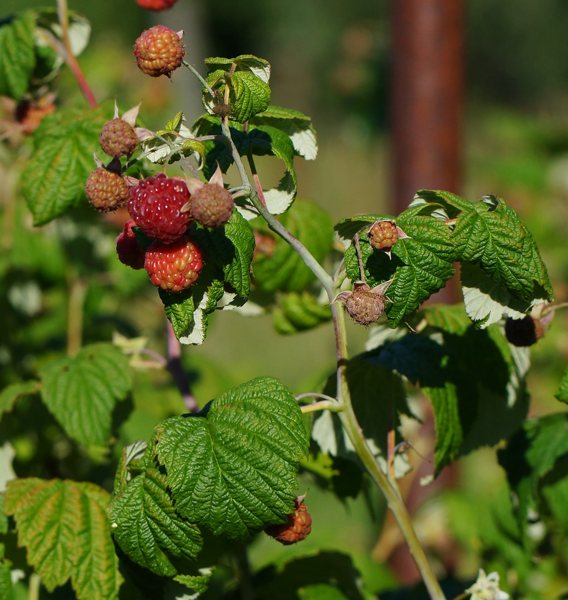 Изображение особи Rubus idaeus.