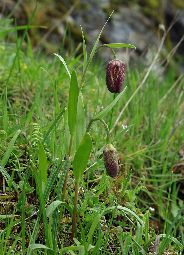 Изображение особи Fritillaria grandiflora.