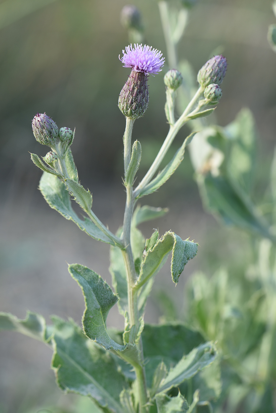 Изображение особи Cirsium incanum.