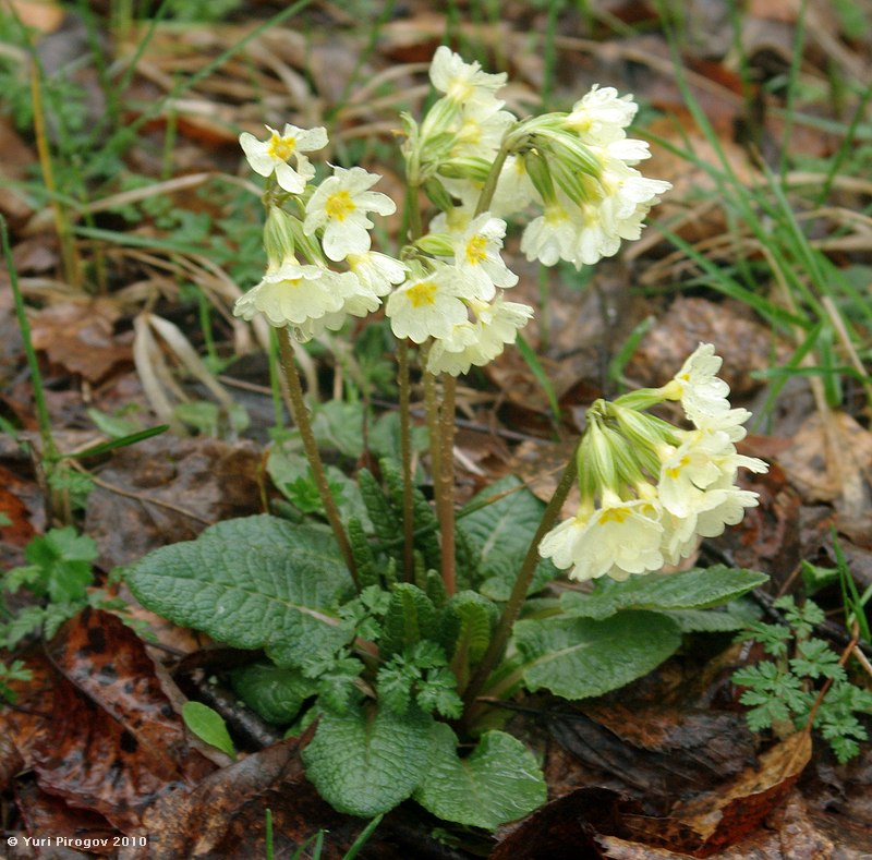 Image of Primula cordifolia specimen.