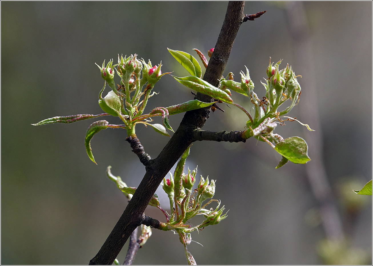 Изображение особи Pyrus communis.